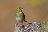 Image. Cinereous Bunting