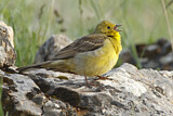 Image. Cinereous Bunting