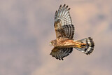Image. Cinereous Harrier