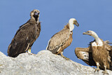 Image. Cinereous Vulture & Griffon Vulture