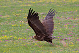 Image. Cinereous Vulture