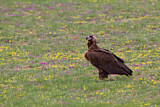 Image. Cinereous Vulture