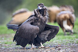 Image. Cinereous Vulture