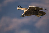 Image. Cinereous Vulture