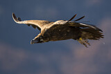 Image. Cinereous Vulture