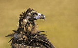 Image. Cinereous Vulture