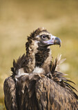 Image. Cinereous Vulture