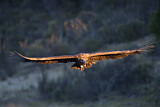 Image. Cinereous Vulture