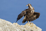 Image. Cinereous Vulture