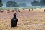 Image. Cinereous Vulture