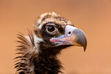 Image. Cinereous Vulture