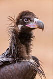 Image. Cinereous Vulture