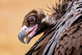 Image. Cinereous Vulture