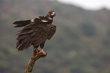 Image. Cinereous Vulture