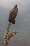 Image. Cinereous Vulture