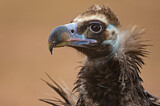 Image. Cinereous Vulture