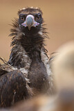 Image. Cinereous Vulture
