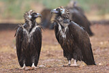 Image. Cinereous Vulture