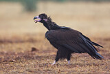 Image. Cinereous Vulture