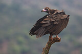 Image. Cinereous Vulture