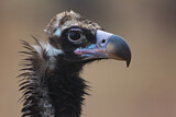 Image. Cinereous Vulture