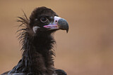 Image. Cinereous Vulture