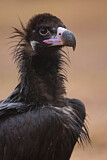 Image. Cinereous Vulture