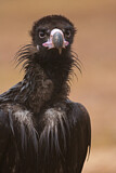 Image. Cinereous Vulture