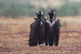 Image. Cinereous Vulture