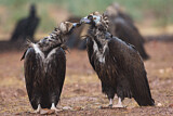 Image. Cinereous Vulture