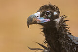 Image. Cinereous Vulture