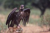 Image. Cinereous Vulture