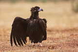 Image. Cinereous Vulture