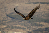 Image. Cinereous Vulture