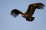 Image. Cinereous Vulture