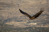 Image. Cinereous Vulture