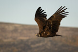 Image. Cinereous Vulture