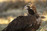 Image. Cinereous Vulture