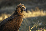 Image. Cinereous Vulture