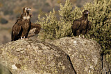 Image. Cinereous Vulture