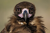 Image. Cinereous Vulture