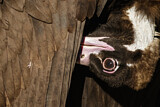 Image. Cinereous Vulture