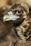 Image. Cinereous Vulture