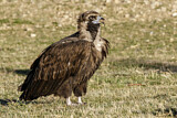 Image. Cinereous Vulture