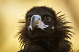 Image. Cinereous Vulture
