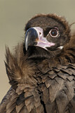 Image. Cinereous Vulture