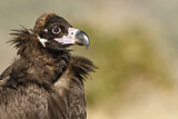 Image. Cinereous Vulture