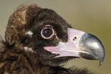 Image. Cinereous Vulture