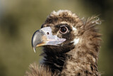 Image. Cinereous Vulture