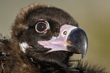 Image. Cinereous Vulture